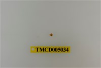 藏品(雙扇股窗蟹)的圖片
